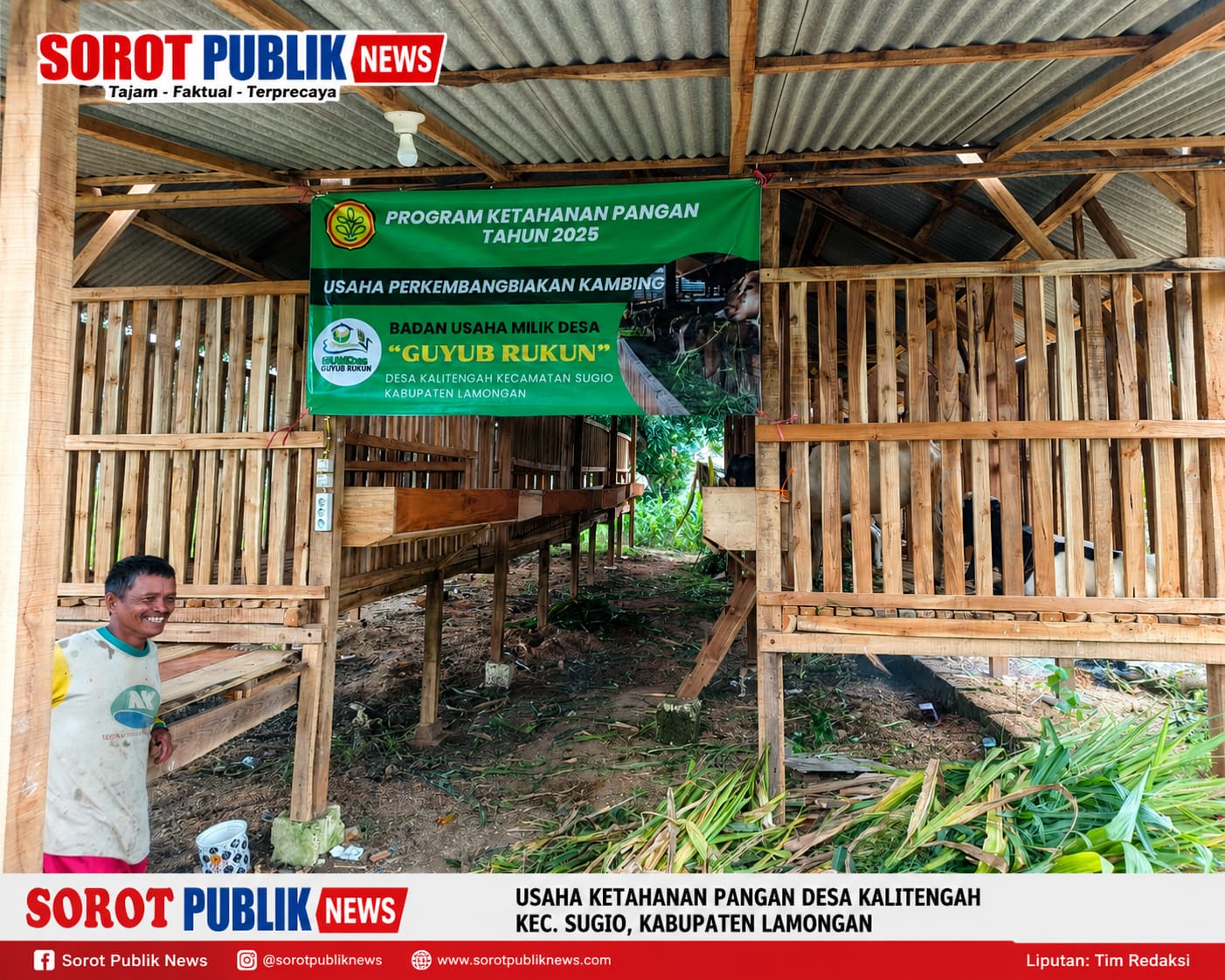 BUMDes Guyub Rukun Kembangkan Peternakan Kambing, Komitmen Desa Kalitengah Perkuat Ketahanan Pangan