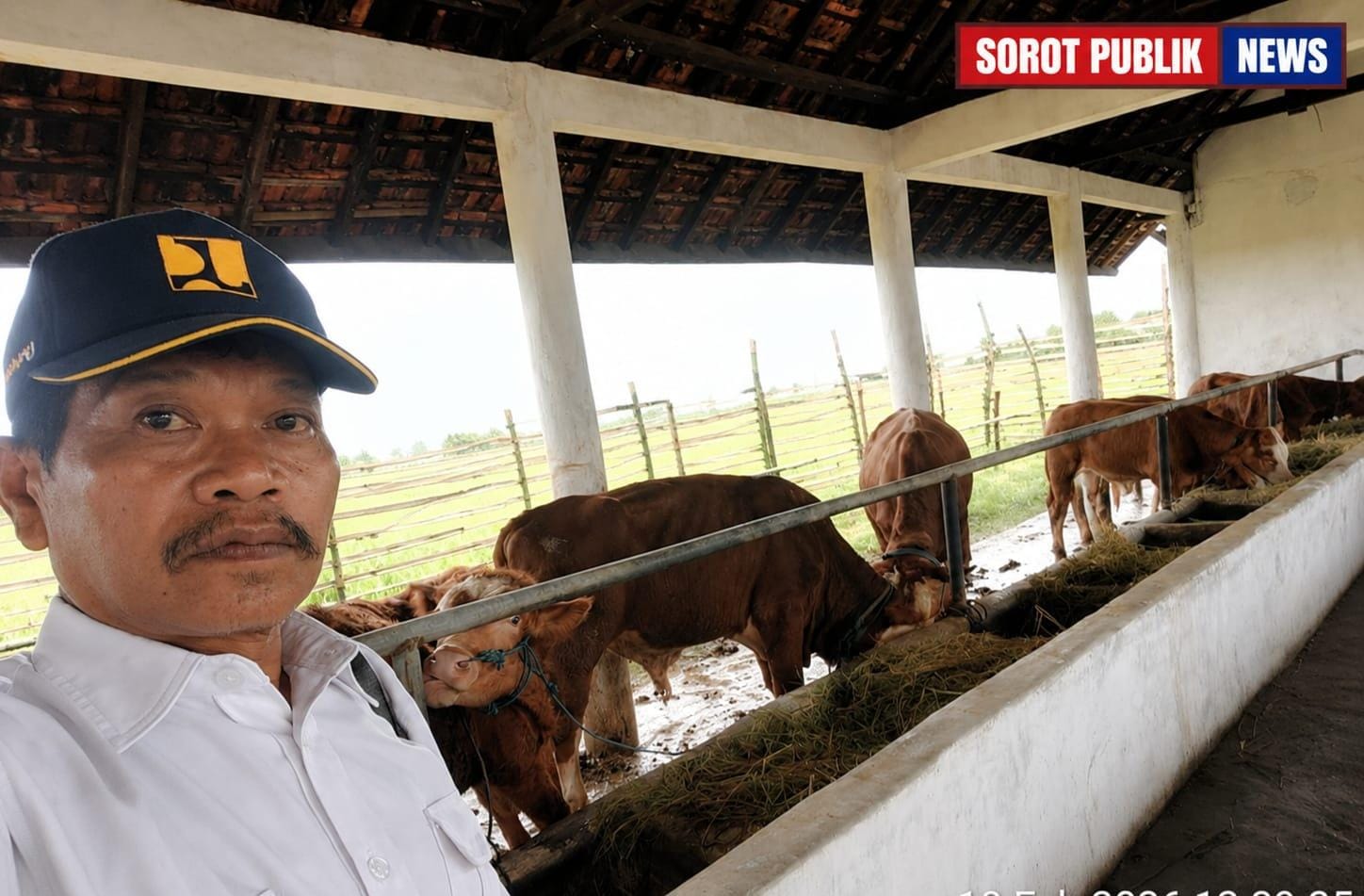 BUMDes Tirta Mandiri Sekarbagus Kembangkan Peternakan Sapi untuk Perkuat Ketahanan Pangan Desa