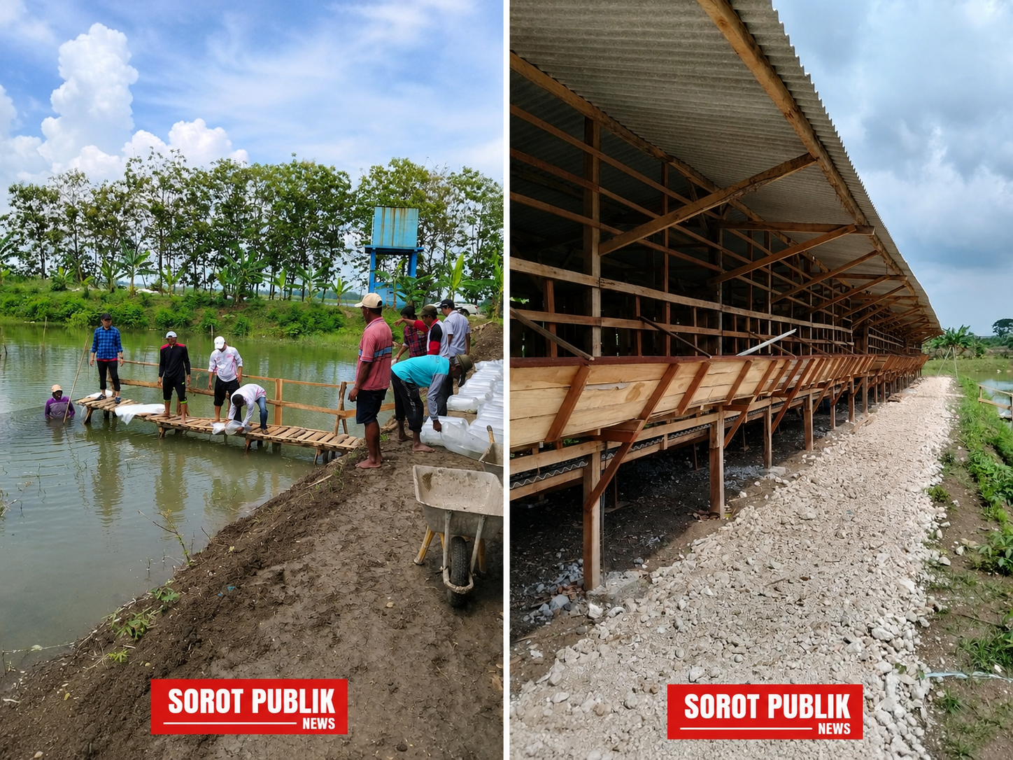 BUMDes Tata Semesta Desa German Kembangkan Ternak Kambing dan Budidaya Ikan, Perkuat Ketahanan Pangan Desa